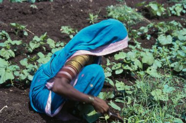 Talegaon, Maharashtra, Hindistan 'da bir sebze çiftliğinde otlanan bir kadın. 
