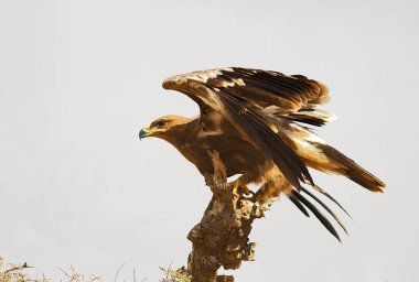 Steppe Eagle Bikaner, Rajasthan, Hindistan, Asya