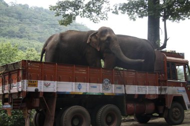 Filler, ağır yük, Thenmala, Kerala, Hindistan 