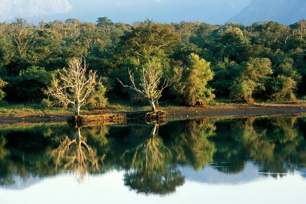 Masinagudi yakınlarındaki Maravagandy Gölü; Ooty; Ootacamund; Udhagamandalam; Nilgiris; Tamil Nadu; Hindistan