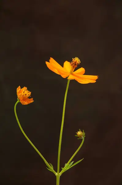 stock image Cosmos flowers known cosmos sulphureus against black background 