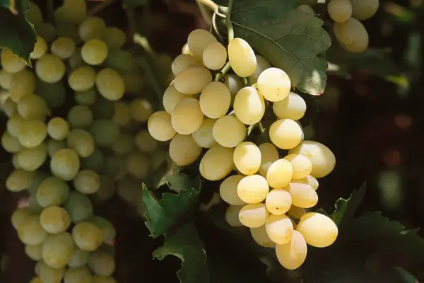 stock image Fruits , grapes , nasik , maharashtra , india