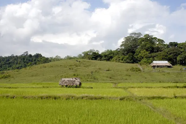 stock image Greenery ; Rangat ; Andaman Islands ; India 