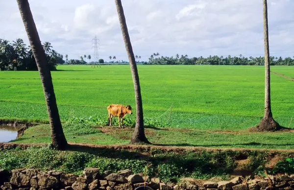 stock image cow, Alappuzha , Kerala , India