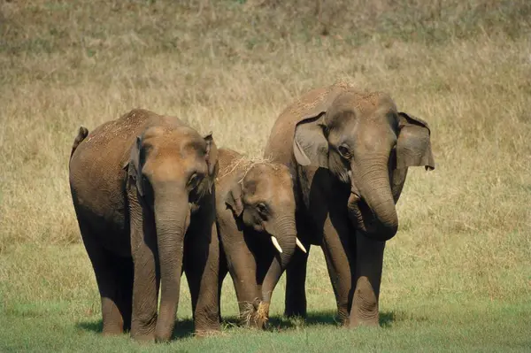 stock image Elephants Tuskers Family Elephas maximus 