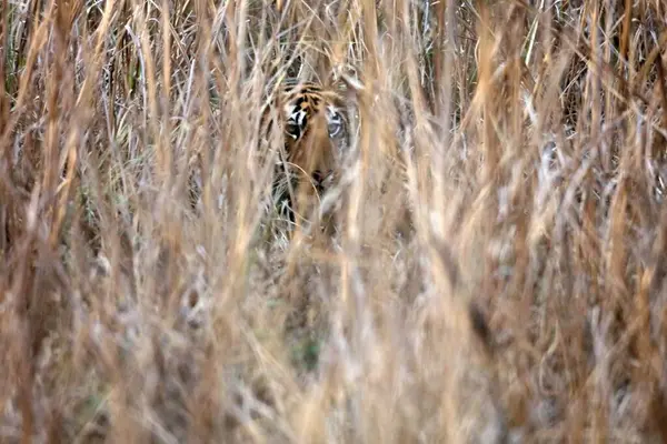 stock image Tiger, tadoba andhari tiger reserve, chandrapur, Maharashtra, India, Asia