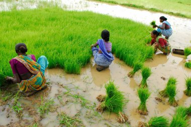 Ho kabileleri çeltik tarlasında çalışan kadınlar, Chakradharpur, Jharkhand, Hindistan