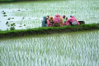 Palakkad yakınlarındaki muson günlerinde pirinç tarlasında tarım işçileri; Kerala; Hindistan