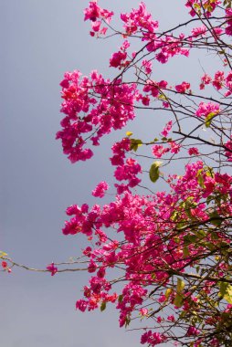 Gri arkaplanda kırmızı çiçekler begonviller 