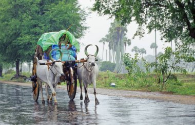 Yağmurlu bir günde Bullock Cart