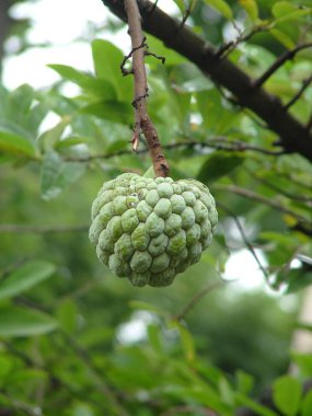Ağacın üzerinde olgunlaşan kremalı elma