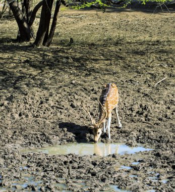 spotted deer drinking water, Ranthambore Wildlife Sanctuary, Rajasthan, India, Asia 