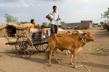 Öküz arabasına binen adam; Marathwada; Maharashtra; Hindistan