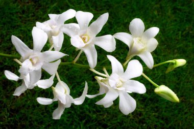 Orkide, Dendrobium spp beyaz, Trivandrum, Kerala, Hindistan 