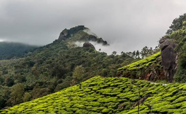 Çay bahçesi devikulam tepeleri, idukki, kerala, Hindistan, Asya 