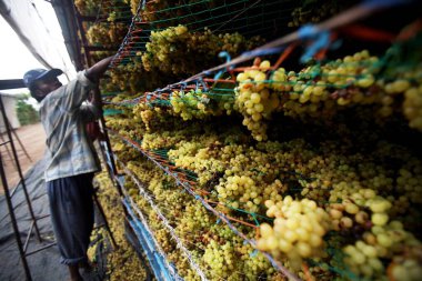 Üzümler Sangli, Maharashtra ve Hindistan 'daki kuru üzüm fabrikalarında kuru asmalarda saklanır.