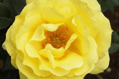 Centenary Rose Garden Vijayanagaram Gül Bahçesi; Nilgiri dağlarında Udhagamandalam Ooty; Tamil Nadu; Hindistan