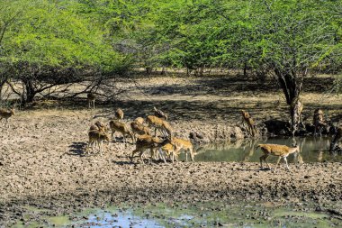 Su birikintisinde benekli geyik, Ranthambore Vahşi Yaşam Sığınağı, Rajasthan, Hindistan, Asya