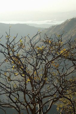 Chikhaldara 'daki Bhimkund vadisinde sabah ışığı; Amravati ilçesi; Maharashtra; Hindistan