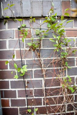 Creepers growing on wall ; Salzwedel ; Germany ; Europe clipart