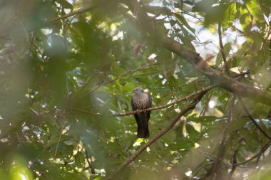 Benekli Orman Güvercini kuşu ağaçta oturuyor, Uttarakhand, Hindistan, Asya