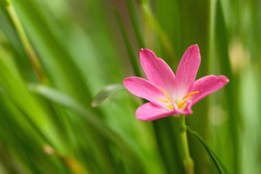 Bahçedeki zambak çiçeği, kapat