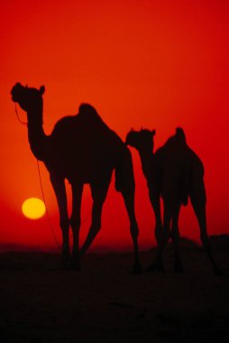 Pushkar Fair, Camel, Rajasthan, Hindistan 