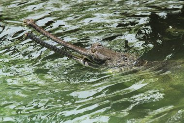 Hintli Gharial Timsahı Jamshrdpur hayvanat bahçesi Jharkhand Hindistan Asya 'da suda.