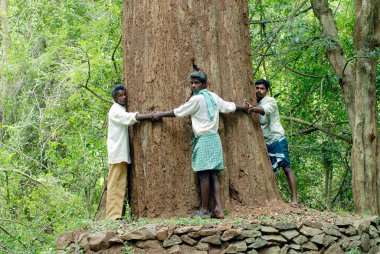 İnsanlar Yanaipallam 'ın Nilgiris Biyosfer, Tamil Nadu, Hindistan' daki Batı Ghatları 'nın Pillor Barajı yakınlarında 7 metre kalınlığındaki en büyük gül ağacını kuşatıyorlar. 