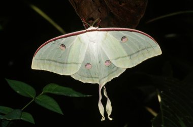 Böcek, dişi ay güvesi, kelebek, Hindistan 