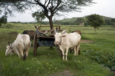 Ralegaon Siddhi 'de Bullock' un arabası. Anna Hazare Maharashtra Hindistan Asya köyü.