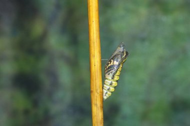Kelebek ortaya çıkar sarı kırlangıç papilio machaon