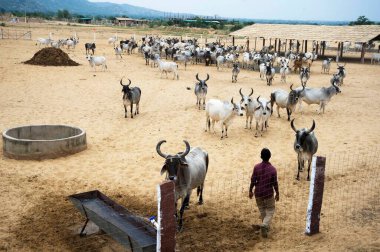 Rajasthan 'ın Sanchor ilçesinde yer alan İnekler Pathmeda Godham Mahatirth dünyanın en büyük ahırıdır. 
