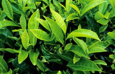 Tea Leaves at Coonor , Tamil Nadu , India clipart