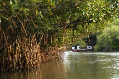 İnsanlar Pichavaram mangrove ormanı yakınlarındaki teknelerde seyahat ediyorlar, Chidambaram, Tamil Nadu, Hindistan   