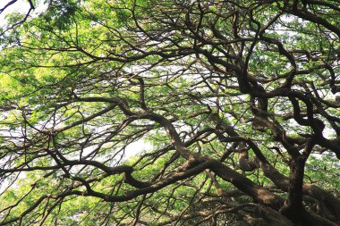 Sanjay Gandhi Ulusal Parkı, Borivali, Bombay Mumbai, Maharashtra, Hindistan 'da büyük bir ağaç. 