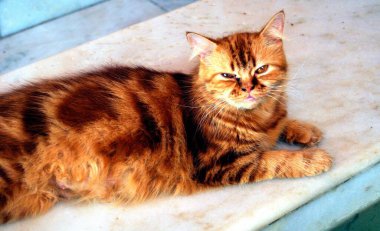 Sokakta sarı gözlü kırmızı kedi