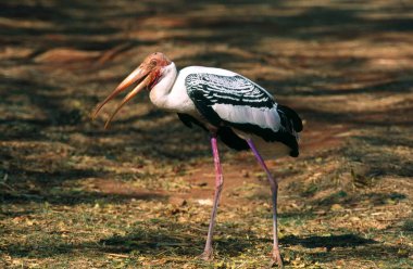 Painted Stork Ibis Leucocephalus clipart