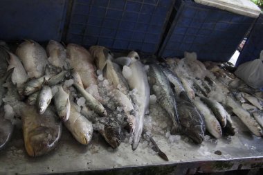 Balık dükkanı; Kochi limanı; Kochi; Kerala; Hindistan