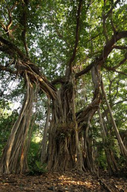 Banyan ya da ber ficus bengalensis, Ranthambore, Rajasthan, Hindistan 
