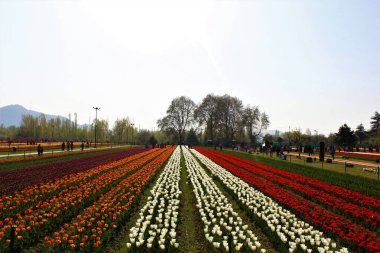 Indira Gandhi Memorial Tulip Garden, Srinagar, Kashmir, India, Asia clipart