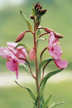 Broad Leaved Willows, Latin name Epilobium latifolium clipart