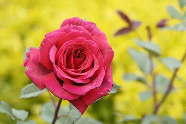 Stock image The Centenary Rose Garden Vijayanagaram Rose Garden ; Udhagamandalam Ooty in the Nilgiri mountains ; Tamil Nadu ; India