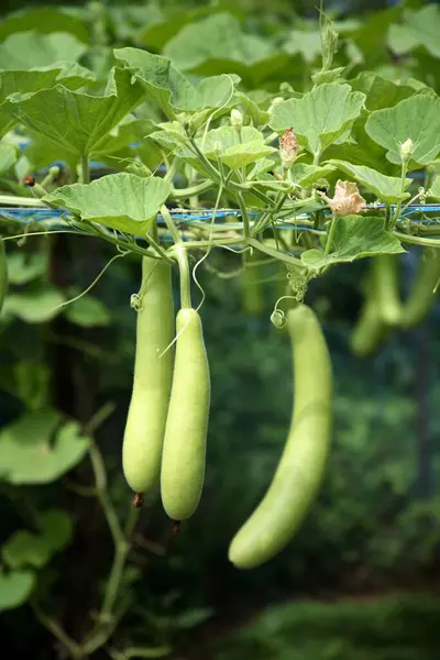 stock image Bottle gourds, Alibaug, Maharashtra, India