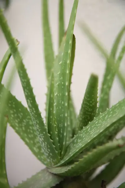 stock image Kumari , Korphad , Botanical name Aloe vera ,Medicinal Plant use to treat many diseases , India