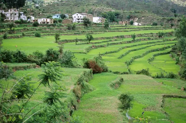 stock image fields on slopes, kumaun region, uttar pradesh