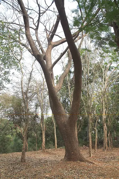 stock image Dry tree branches in Sanjay Gandhi National Park ; Borivali ; Bombay Mumbai ; Maharashtra ; India