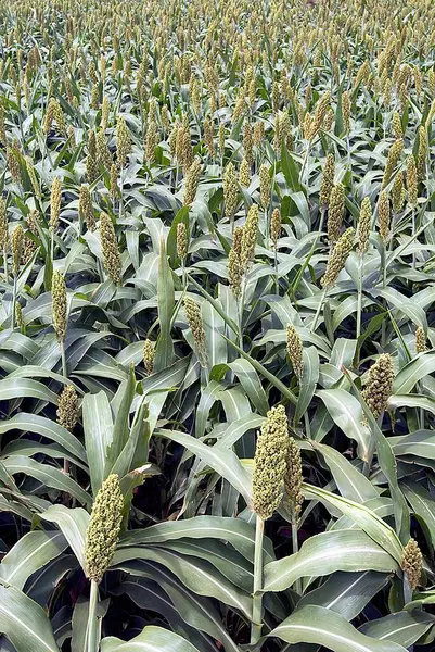 stock image Sorghum bicolour, Sorghum vulgare, family Gramineae, Jowar plantsation, Tamil Nadu, India 