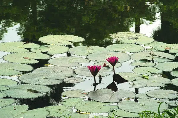 stock image Lily on water pool at botanical garden Shibpur, Calcutta Kolkata, West Bengal, India 