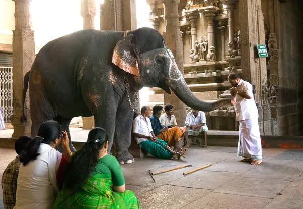 Meenakshi tapınağında fil kutsaması, Madurai, Tamil Nadu, Hindistan